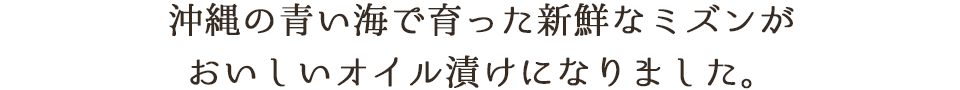 沖縄の青い海で育った新鮮なミズンがおいしいオイル漬けになりました。