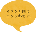 イワシと同じニシン科です。