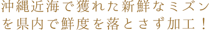 沖縄近海で獲れた新鮮なミズンを県内で鮮度を落とさず加工！